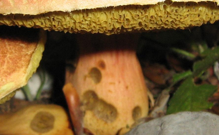 Escursione a Limestre e funghi da identificare